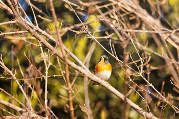 アトリ 都立狭山公園 2022年3月6日(日)