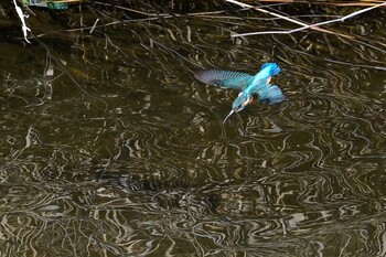 Common Kingfisher 甲府市 Sat, 2/26/2022