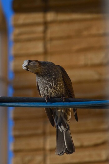 Brown-eared Bulbul 甲府市 Thu, 3/3/2022