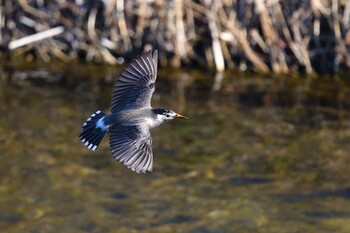 White-cheeked Starling 甲府市 Thu, 3/3/2022