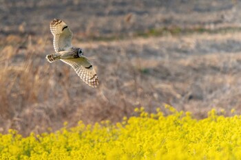 コミミズク 埼玉県熊谷市 2022年3月12日(土)