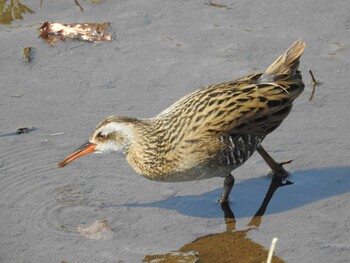 2022年3月12日(土) 新横浜公園の野鳥観察記録