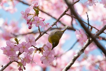 メジロ 相模川自然の村公園 2022年3月12日(土)