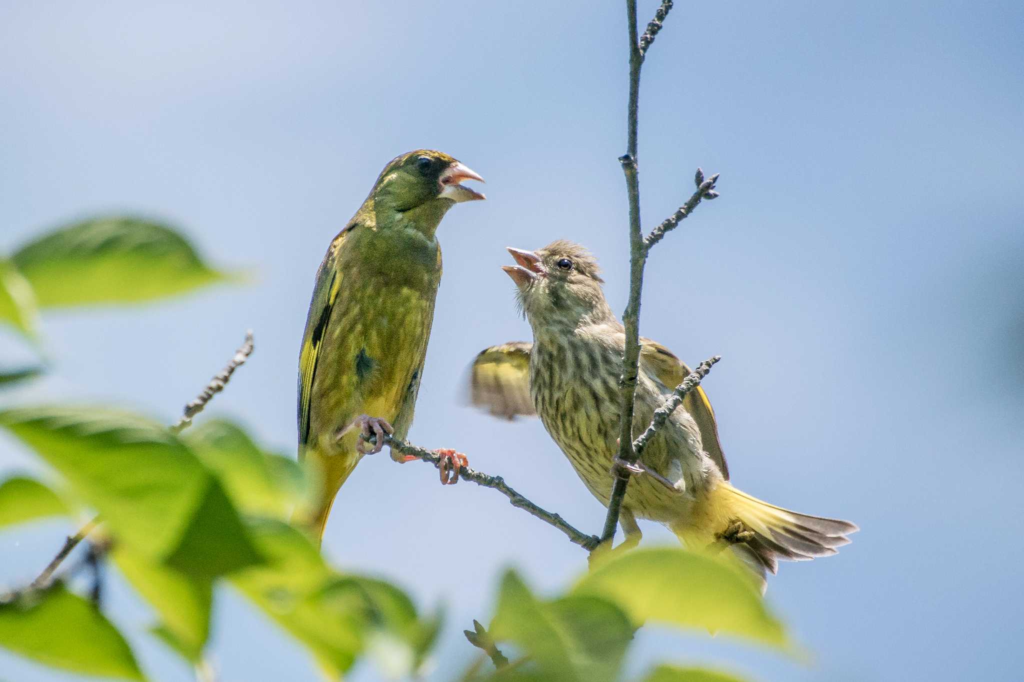 明石公園 カワラヒワの写真 by ときのたまお