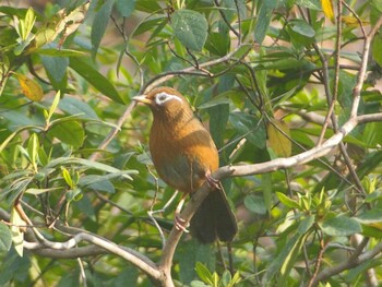 2022年3月12日(土) 智光山公園の野鳥観察記録