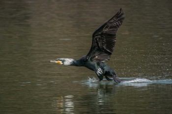 カワウ 明石公園 2016年2月6日(土)