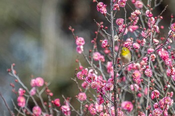 メジロ 石ケ谷公園 2022年2月1日(火)