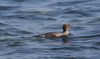 ウミアイサ 平磯海岸 2022年3月12日(土)