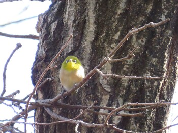 Warbling White-eye 厚木七沢森林公園 Sat, 3/12/2022