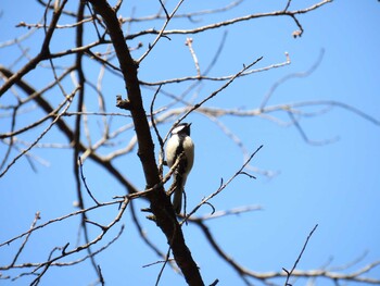 シジュウカラ 厚木七沢森林公園 2022年3月12日(土)