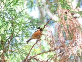 2022年3月12日(土) 厚木七沢森林公園の野鳥観察記録