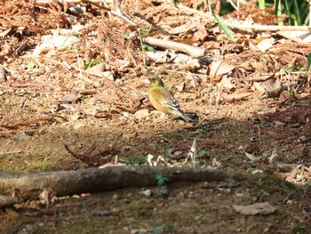 カワラヒワ 厚木七沢森林公園 2022年3月12日(土)