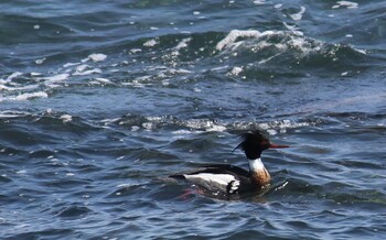 ウミアイサ 平磯海岸 2022年3月12日(土)