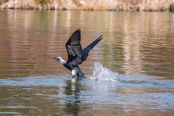 カワウ 明石公園 2017年2月4日(土)