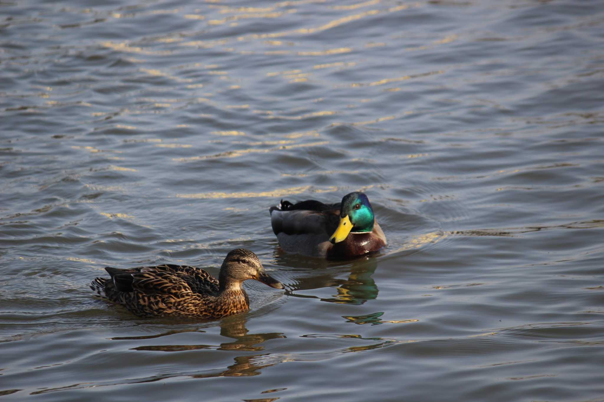 大塚池公園 マガモの写真 by MATIKEN