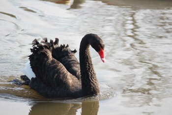 コクチョウ 大塚池公園 2022年3月12日(土)