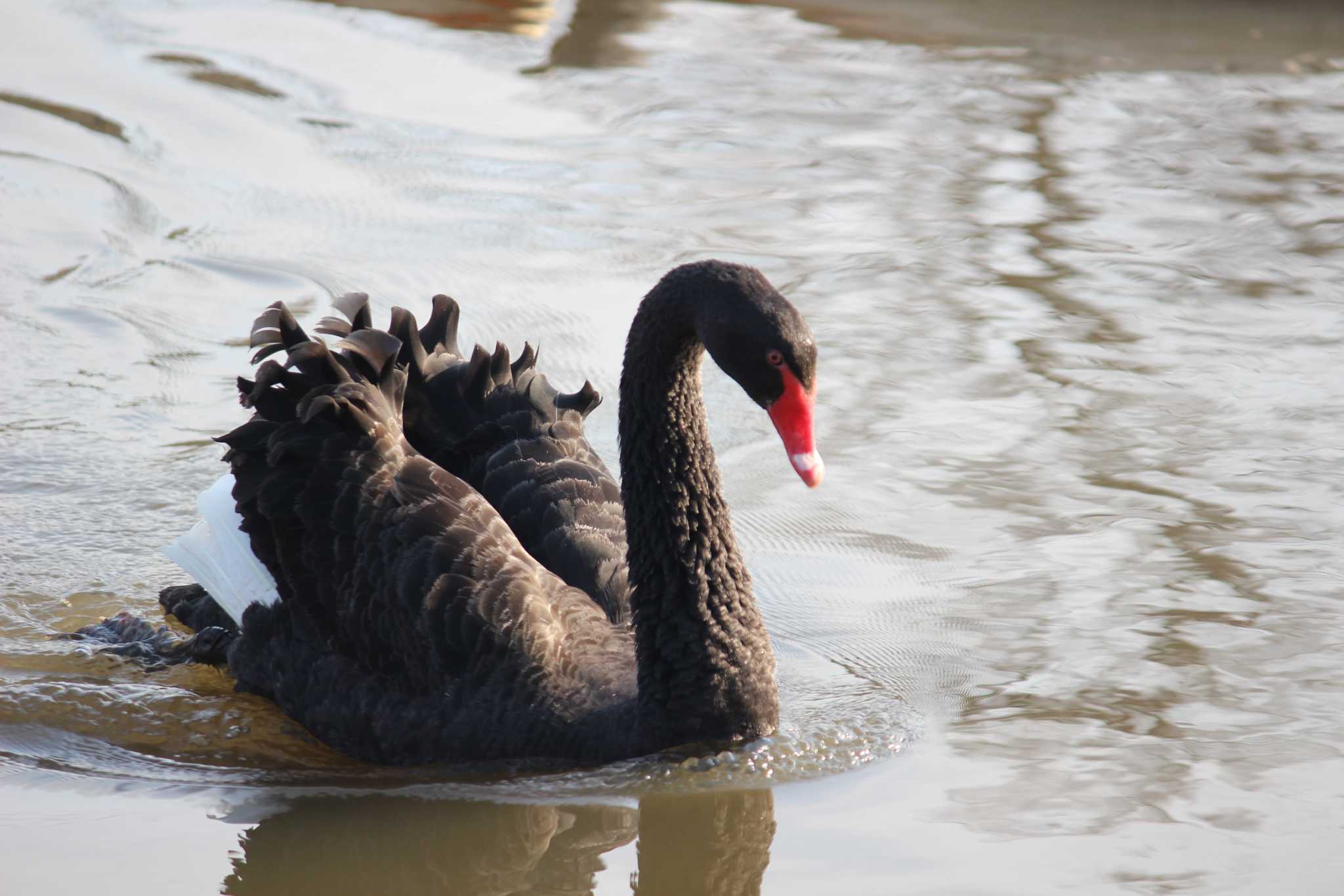 Photo of Black Swan at 大塚池公園 by MATIKEN