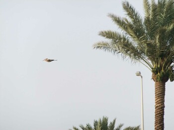 2011年5月26日(木) サウジアラビア マッカ(メッカ)州ラービグ市の野鳥観察記録