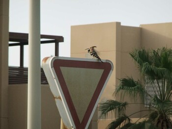 Eurasian Hoopoe サウジアラビア マッカ(メッカ)州ラービグ市 Thu, 5/26/2011