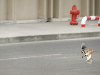 Eurasian Hoopoe サウジアラビア マッカ(メッカ)州ラービグ市 Thu, 5/26/2011