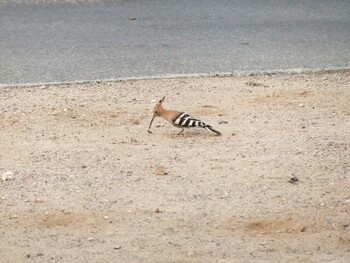 Eurasian Hoopoe サウジアラビア マッカ(メッカ)州ラービグ市 Thu, 5/26/2011