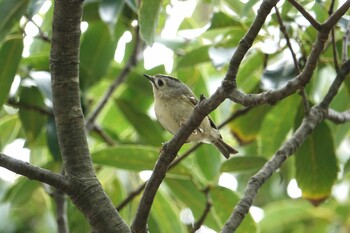 Goldcrest 大濠公園 Sun, 3/13/2022