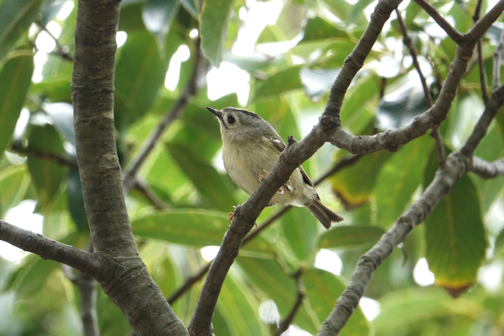 Goldcrest