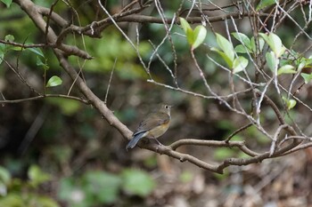 2022年3月13日(日) 松江市の野鳥観察記録