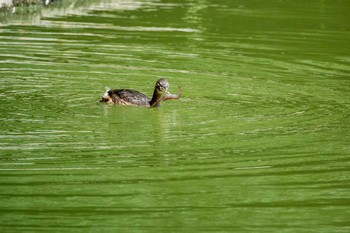 Little Grebe Akashi Park Sun, 9/13/2015