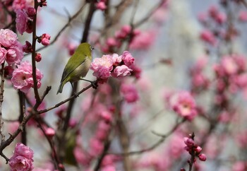 Warbling White-eye 郷土の森公園(府中市) Sun, 3/13/2022