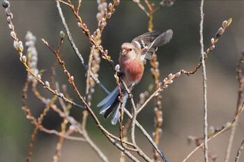 Siberian Long-tailed Rosefinch Kitamoto Nature Observation Park Sat, 3/12/2022