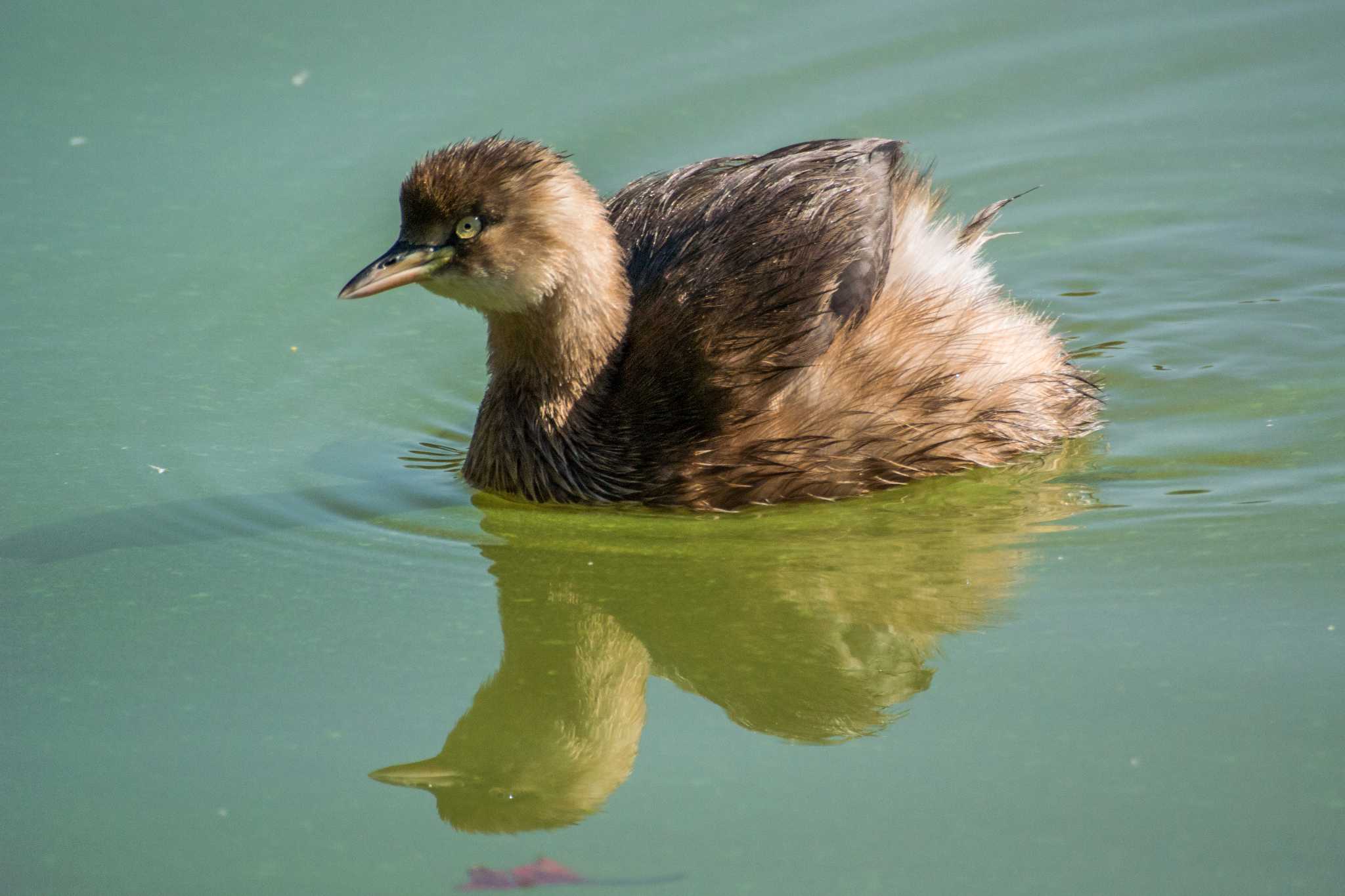 Photo of Little Grebe at Akashi Park by ときのたまお