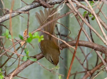 Japanese Bush Warbler 岐阜県山県市 Sun, 3/13/2022