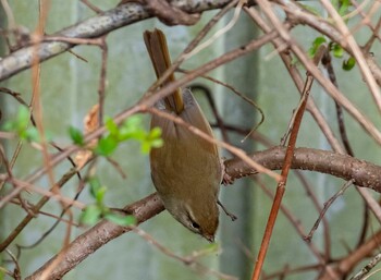 Japanese Bush Warbler 岐阜県山県市 Sun, 3/13/2022