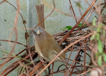 Japanese Bush Warbler 岐阜県山県市 Sun, 3/13/2022