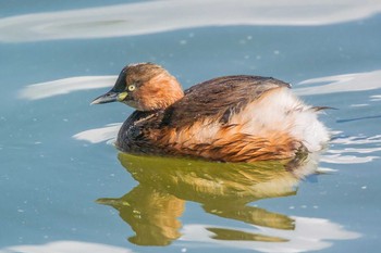 カイツブリ 明石公園 2017年1月25日(水)