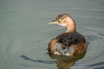 Little Grebe Akashi Park Mon, 12/14/2015