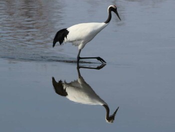 タンチョウ 長都沼(千歳市) 2022年3月13日(日)