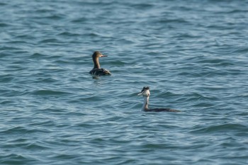 Great Crested Grebe 兵庫県明石市 Fri, 11/25/2016