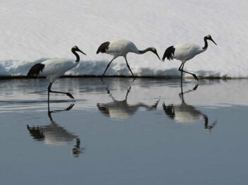 タンチョウ 長都沼(千歳市) 2022年3月13日(日)