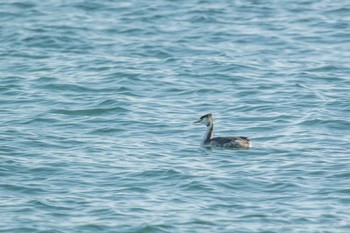 Great Crested Grebe 兵庫県明石市 Fri, 11/25/2016