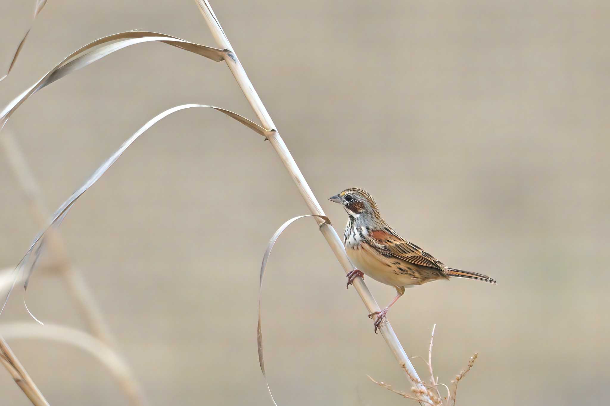 印旛沼 ホオアカの写真 by birds@hide3