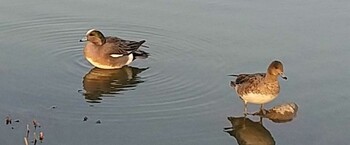 2022年3月12日(土) 都立浮間公園の野鳥観察記録