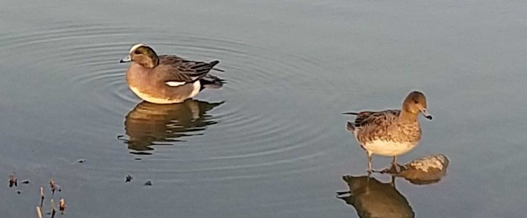 Photo of American Wigeon at Ukima Park by hideo