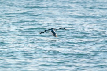 Great Crested Grebe 兵庫県明石市 Fri, 11/25/2016