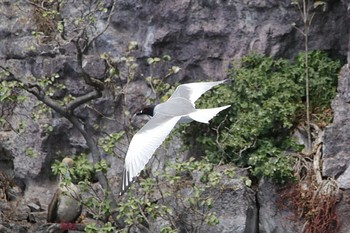 Swallow-tailed Gull