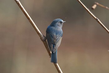 2022年3月12日(土) 金ヶ崎公園(明石市)の野鳥観察記録