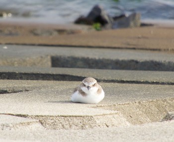 Kentish Plover 愛知県西尾市 Thu, 9/14/2017