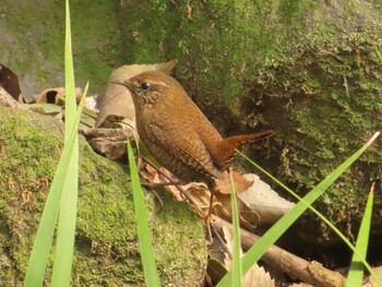 2022年3月13日(日) 道保川公園の野鳥観察記録