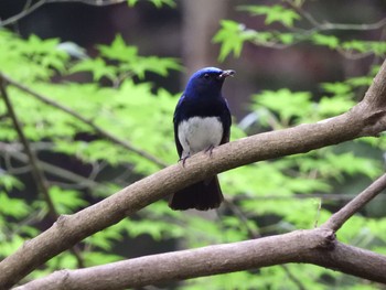 Blue-and-white Flycatcher 王滝渓谷 Thu, 6/1/2017